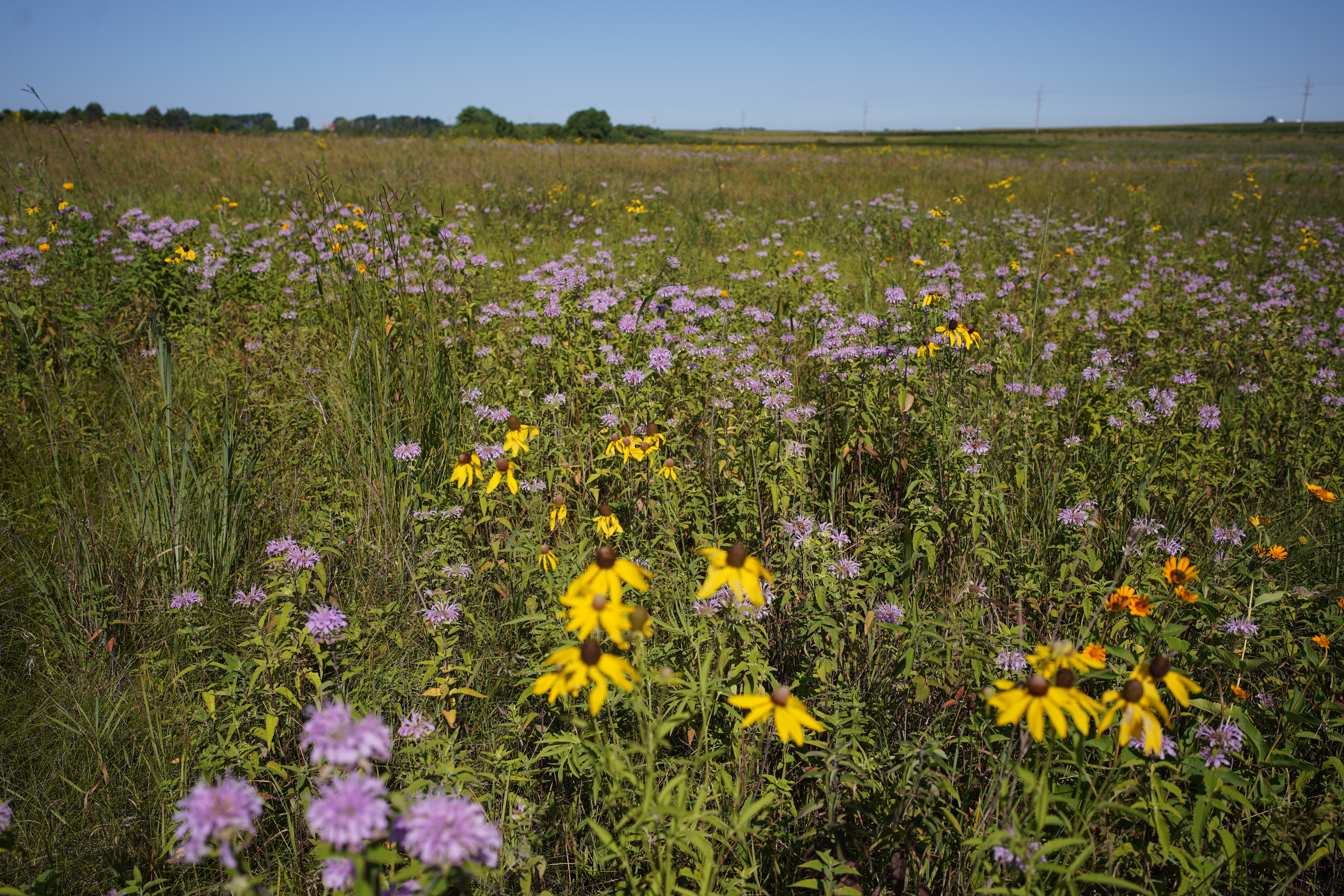 Prairie flowers bloom at protected habitat in Sauk River Easement Program.